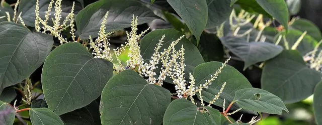 Japanese Knotweed - Updated Guidance